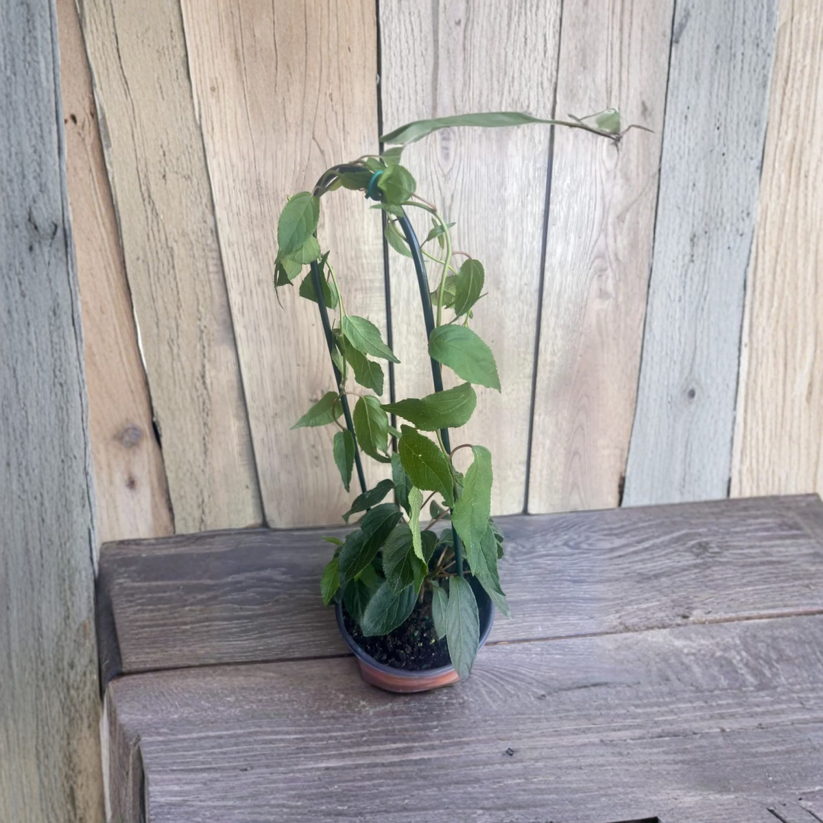 Prolific Hardy Kiwi Vine Live Plant in 6 Inch Pot, Cold Hardy Climbing Fruit Vine, Edible Garden Plant, Trellis Fruit Plant