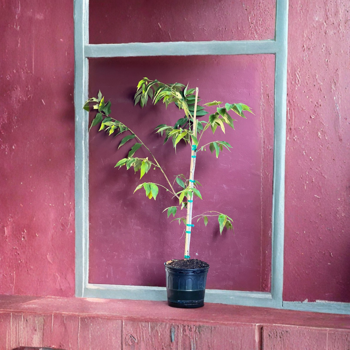 Large Jamaican Cherry Live Tree, Muntingia Calabura, Strawberry Tree, Kersen Fruit Plant, Tropical Fruit Tree in 10 Inch Pot