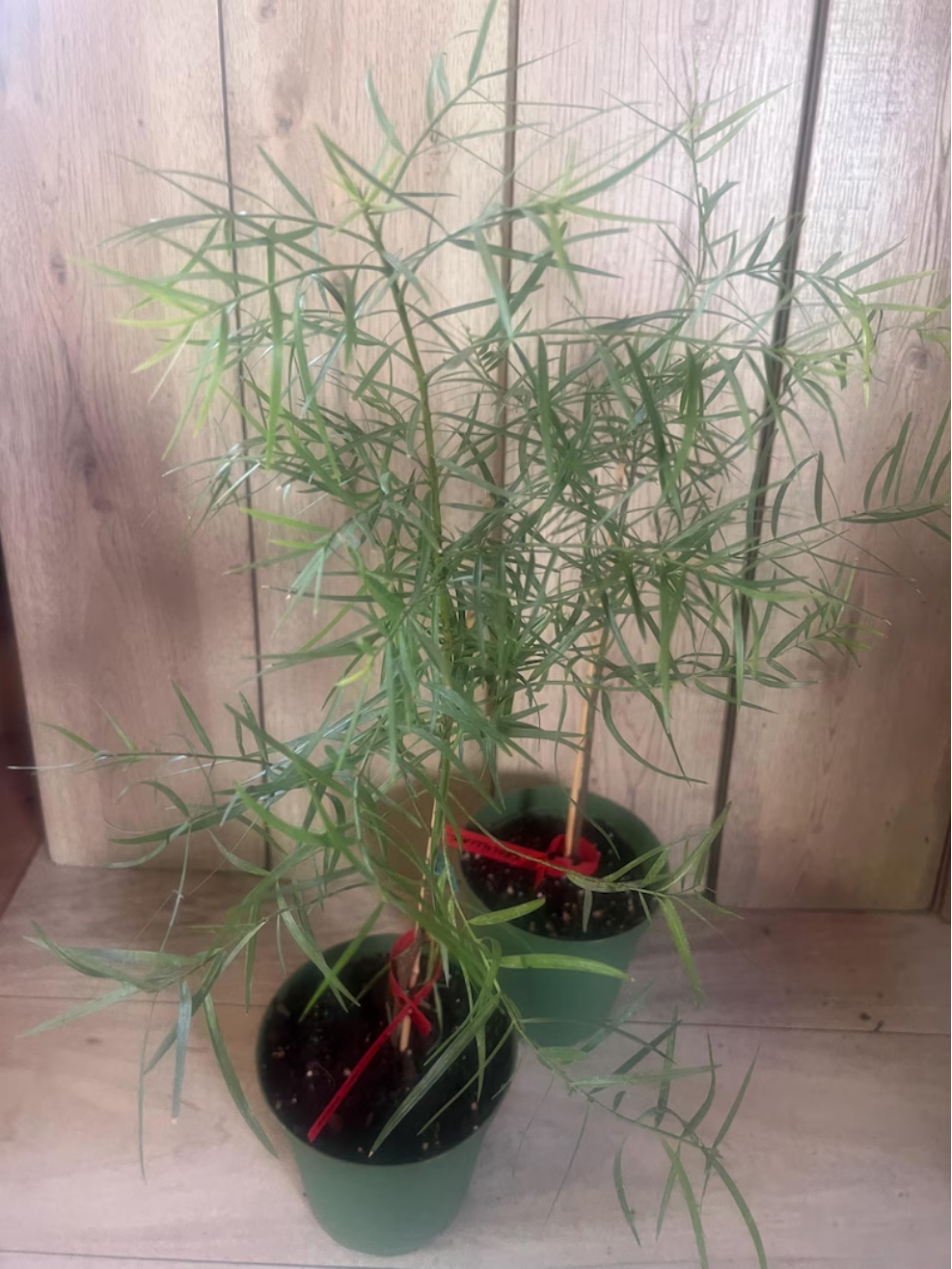 African Fern Pine Live Plant, Podocarpus Gracilior in 6 Inch Pot, Evergreen Ornamental Tree, Hedge Topiary Patio Plant