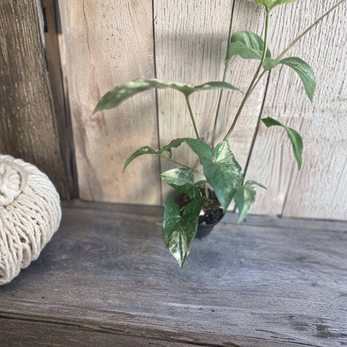 Syngonium Albo Variegata Live Plant, White Green Arrowhead Vine, Syngonium Podophyllum, Variegated Tropical Houseplant in 4 Inch Pot