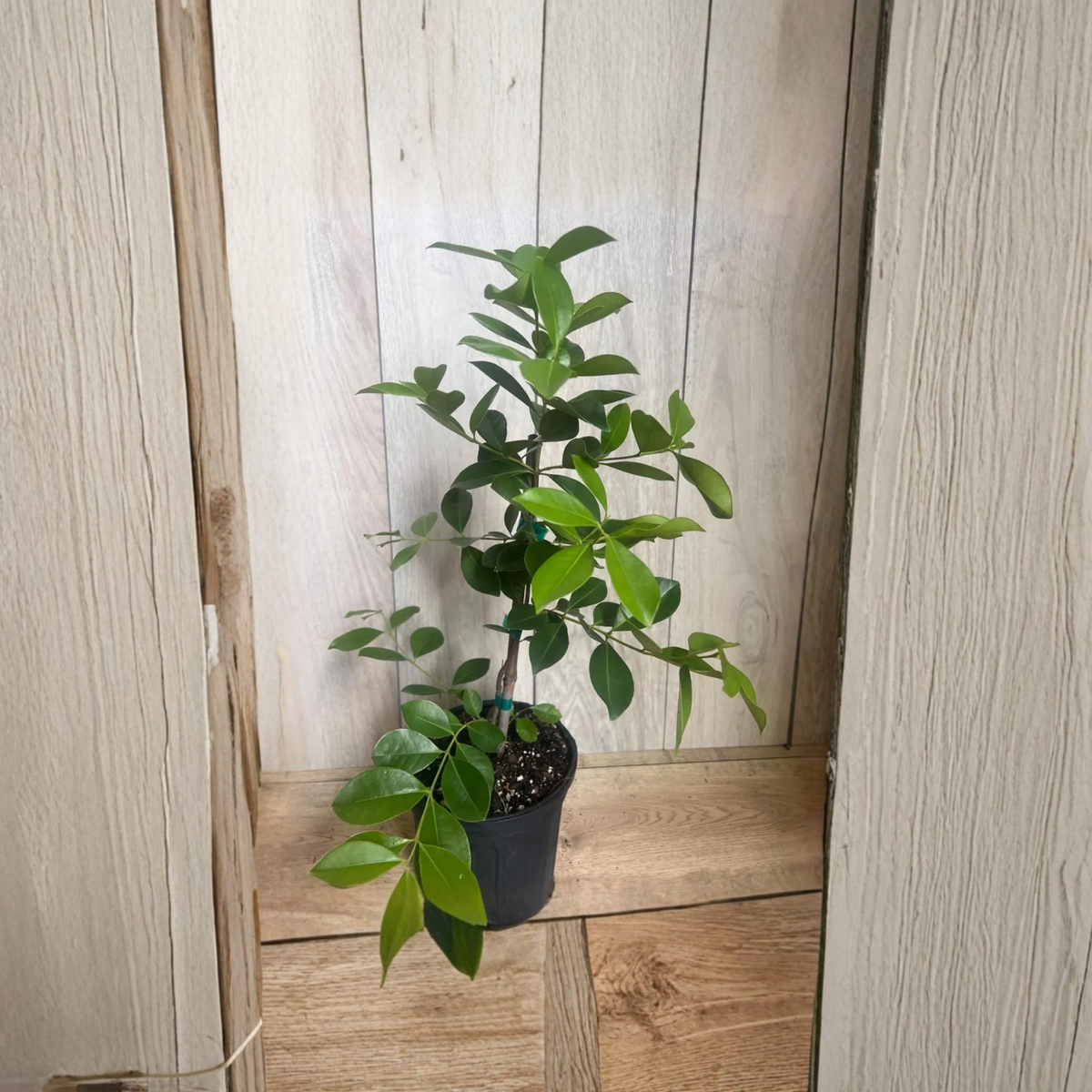 Red Strawberry Guava Live Plant, Psidium Cattleyanum in 4 Inch Pot, Ruby Guava Fruit Tree, Tropical Edible Garden Plant