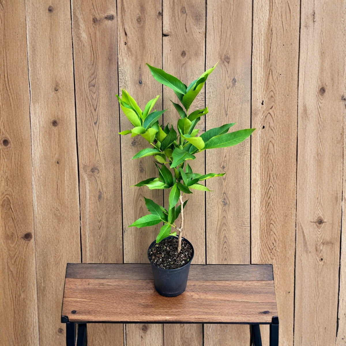 Green Wax Apple Tree Air Layered, Jambu Air Rose Apple, Tropical Fruit Tree in 3 Gallon Pot