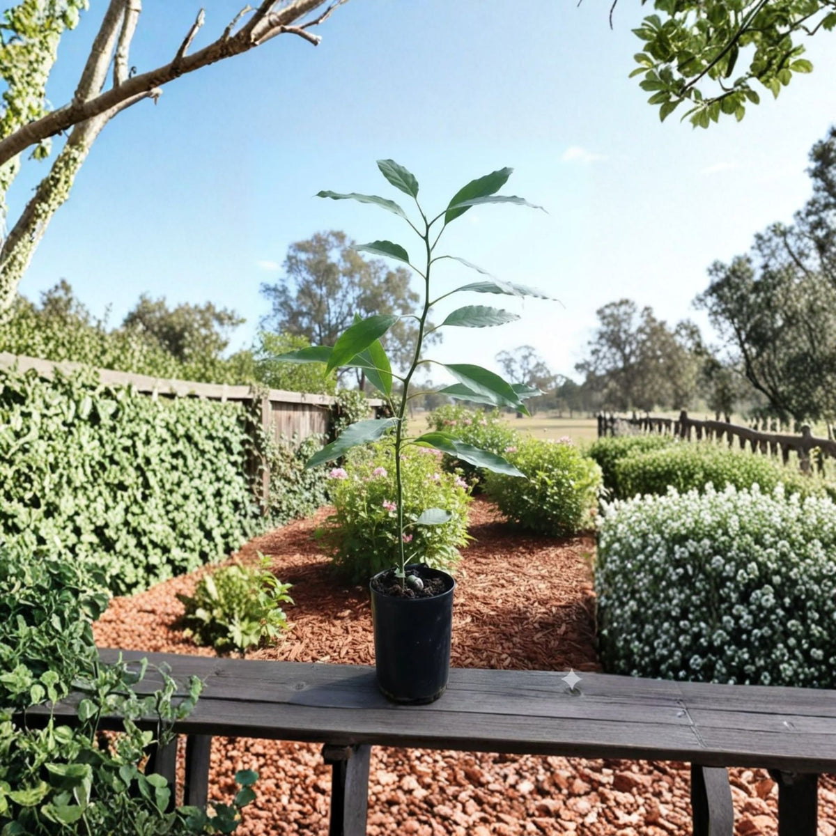 Zutano Avocado Tree Live Plant, Grafted Avocado, 1 Foot Tall, Zutano Avocado Variety, Edible Fruit Tree