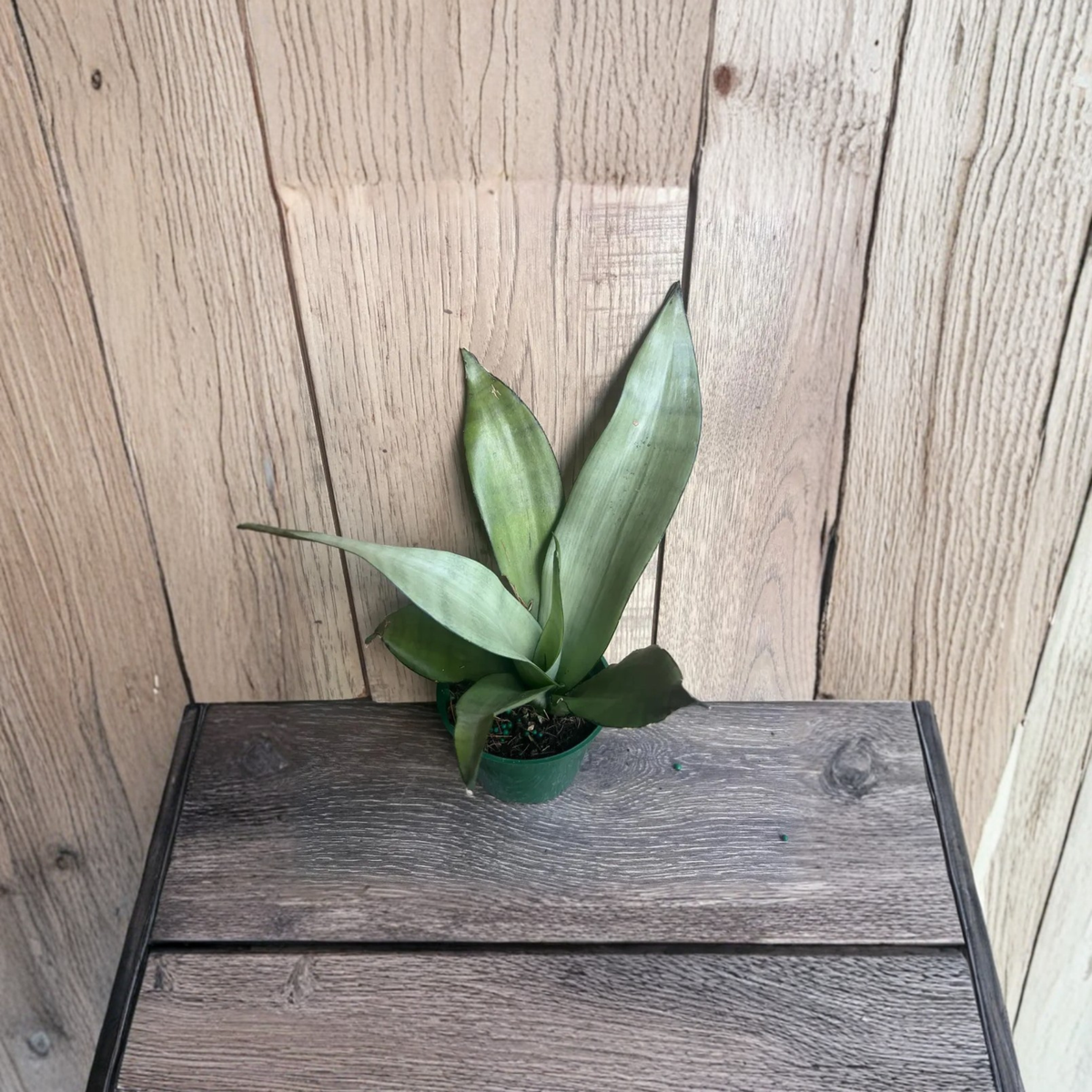 Sansevieria Moonshine Live Plant, Silver Snake Plant, Silvery Green Indoor Houseplant, Easy Care Succulent in 4 Inch Pot