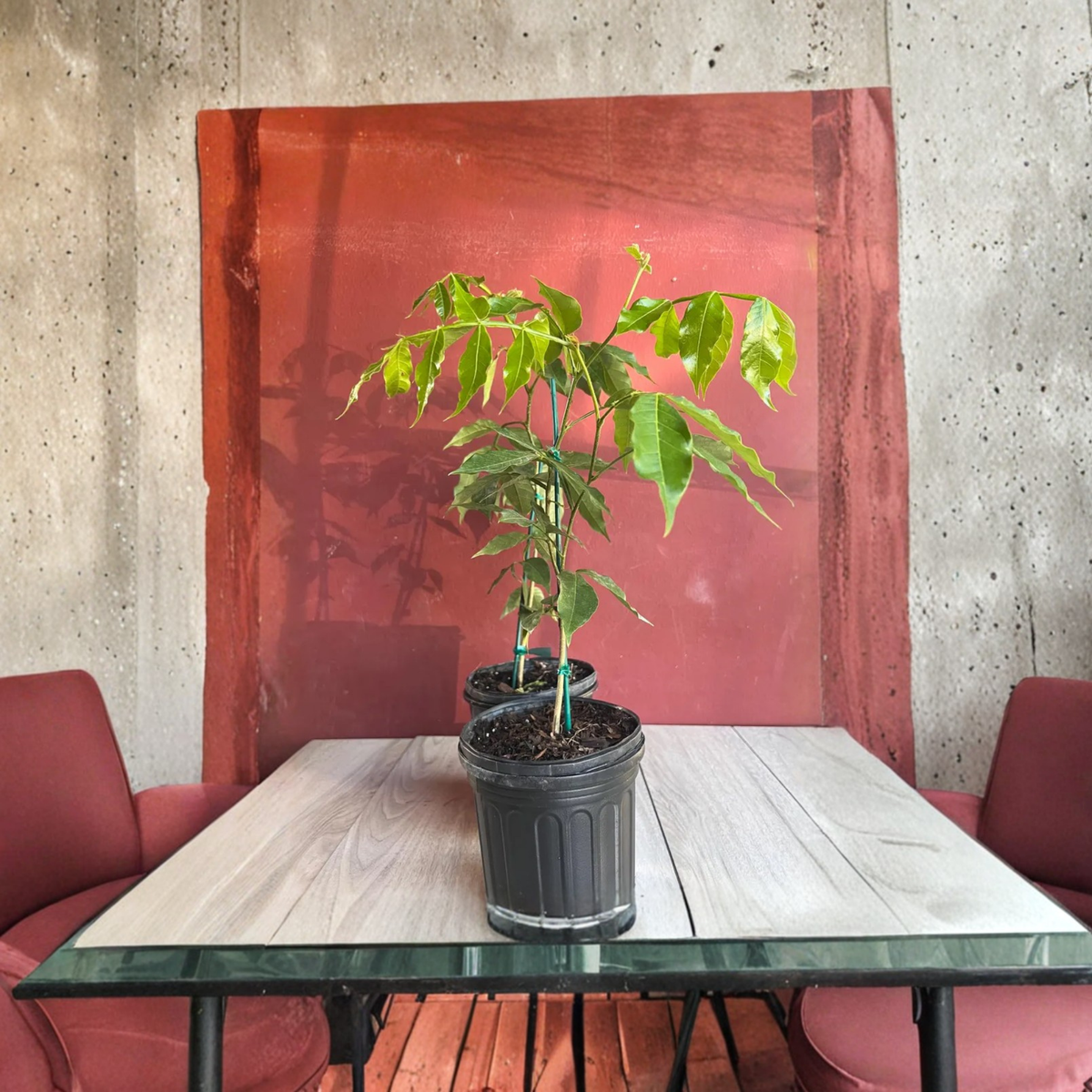 Ice Cream Bean Tree Live Plant, Inga edulis in 6 Inch Pot, Tropical Exotic Fruit Tree, Sweet Edible Pod Tree, South American Fruit Plant