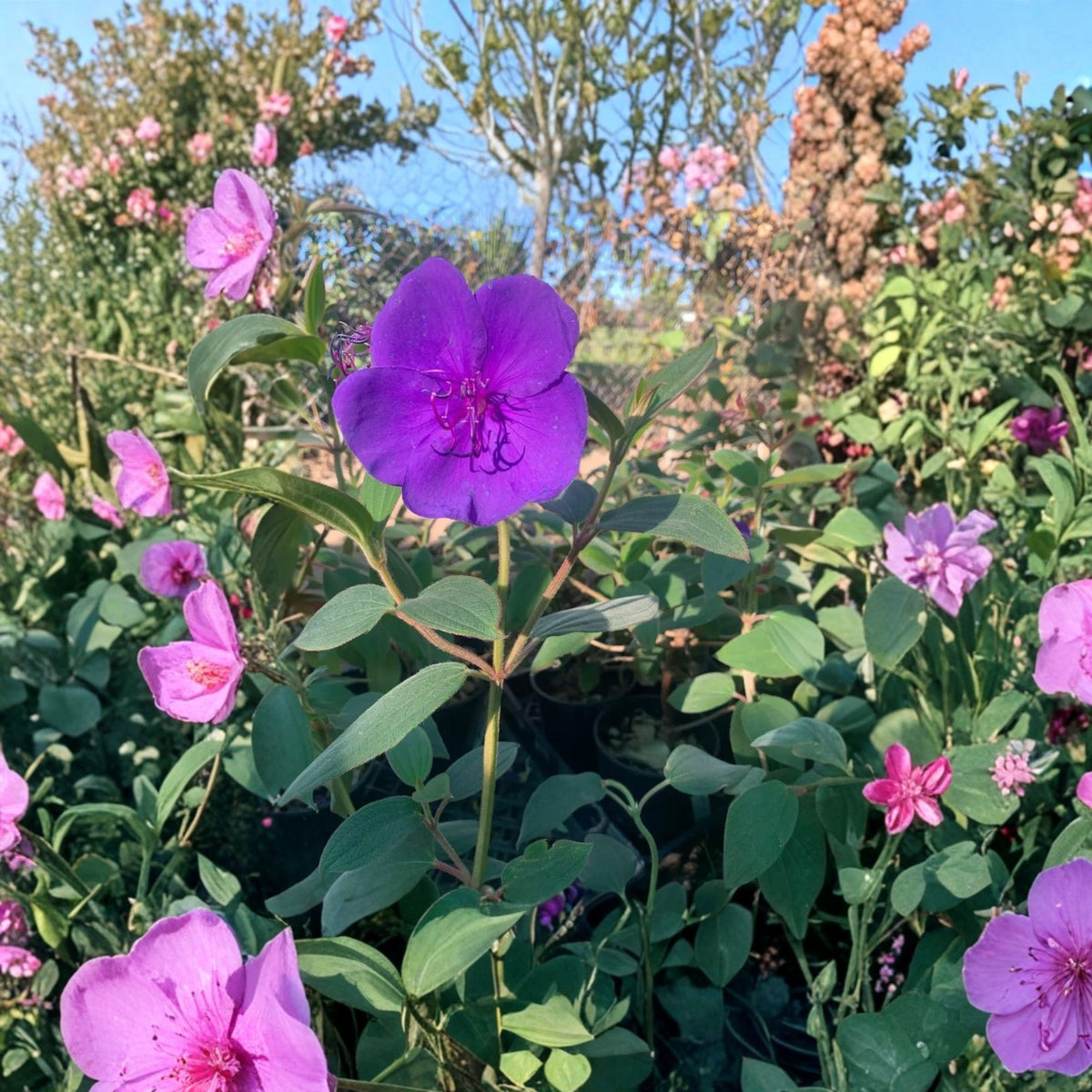 Princess Flower Tibouchina Live Plant, Purple Flowering Evergreen Shrub, 1 Ft Tall, 6 Inch Pot, Tropical Garden Plant