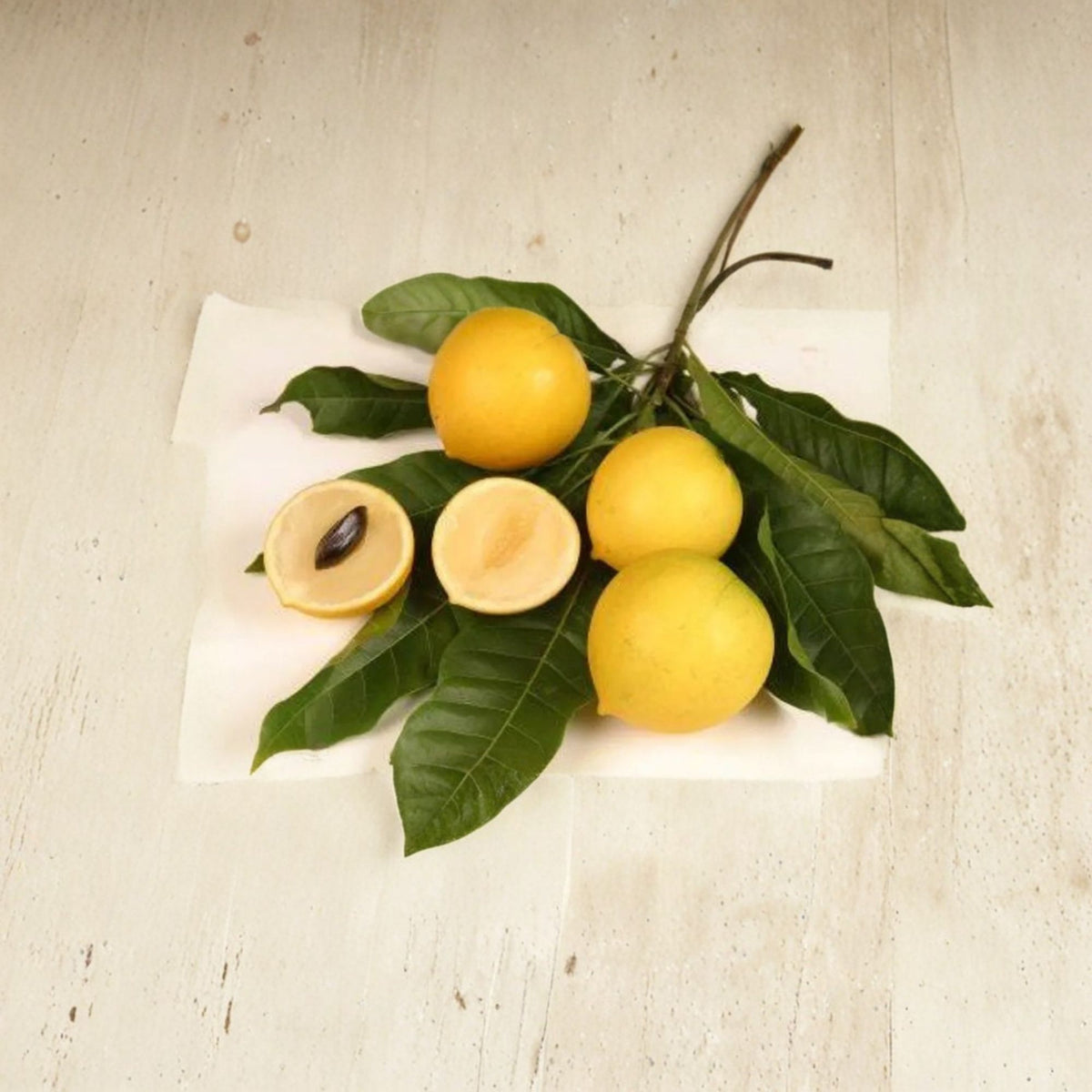 Abiu Fruit Tree Live Plant, Pouteria Caimito, Vú Sữa Hoàng Kim, 1–2 Feet Tall, 3 Gallon Pot, Tropical Fruit Tree