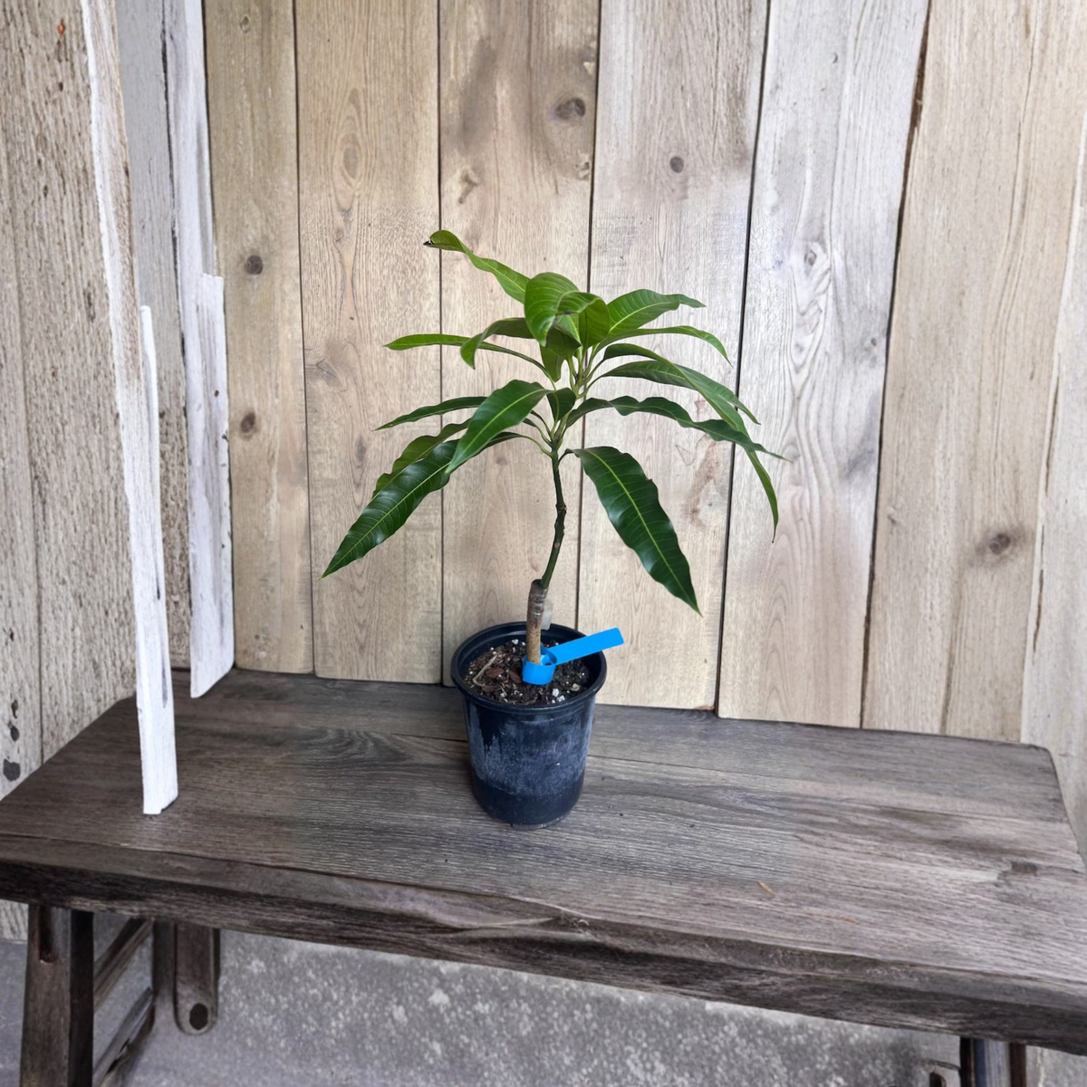 Grafted Manila Mango Tree Live Plant, Sweet Honey Mango Fruit Tree, Tropical Edible Fruit Plant, Ataulfo Mango Variety, ½ Gallon Pot