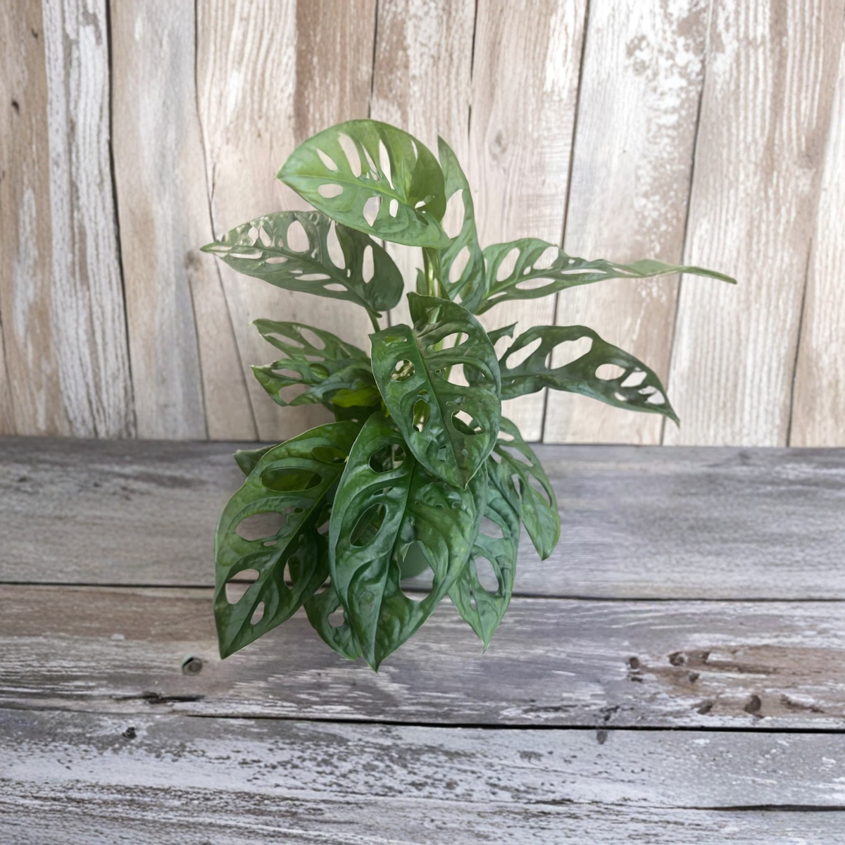Monstera Adansonii Live Plant, Swiss Cheese Vine in 4 Inch Pot, Tropical Trailing Houseplant, Fenestrated Green Leaf Plant