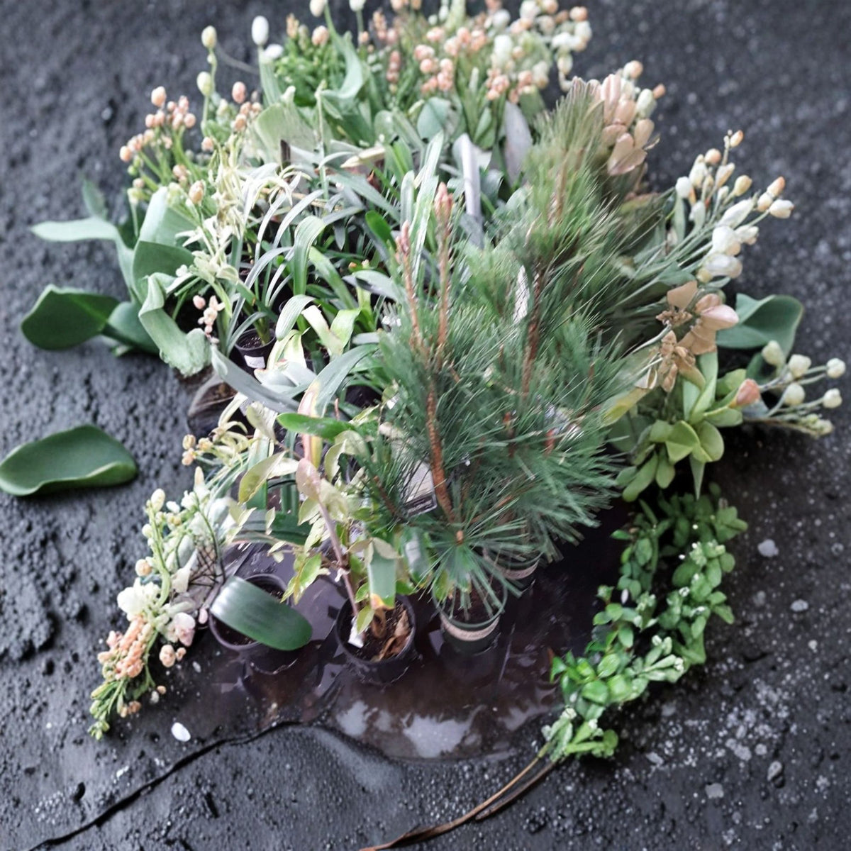 Japanese Black Pine Live Tree, Pinus Thunbergii, Evergreen Conifer, Bonsai Tree, 3 Gallon Pot, Ornamental Pine