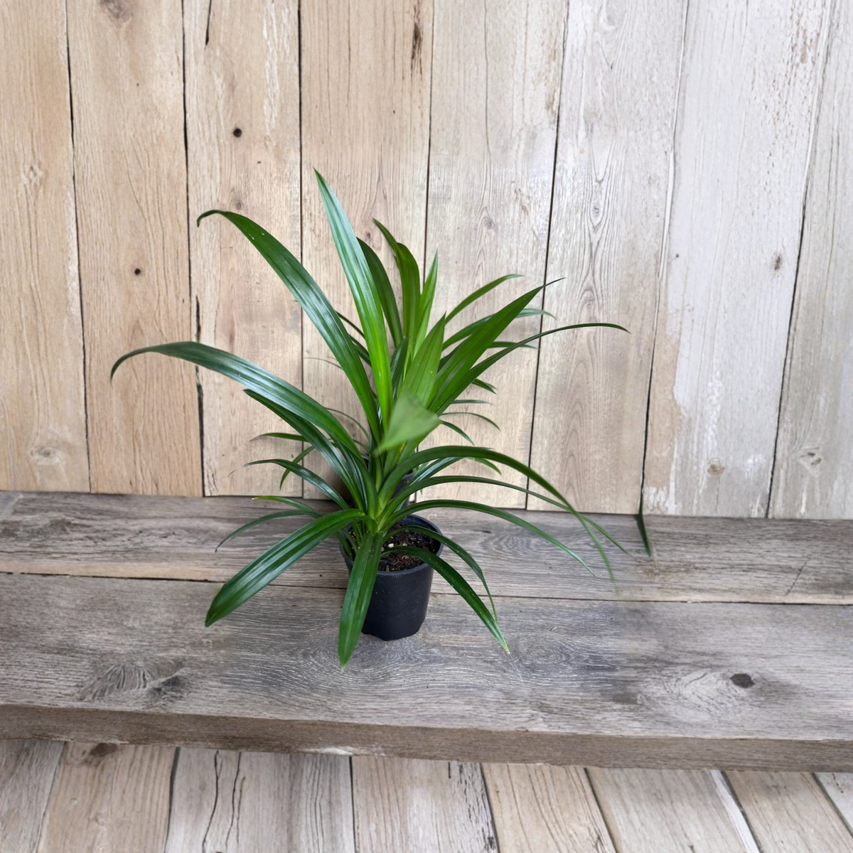 Pandan Plant Live, Pandan Leaf Daun Pandan in 4 Inch Pot, Tropical Culinary Herb, Fragrant Southeast Asian Cooking Plant