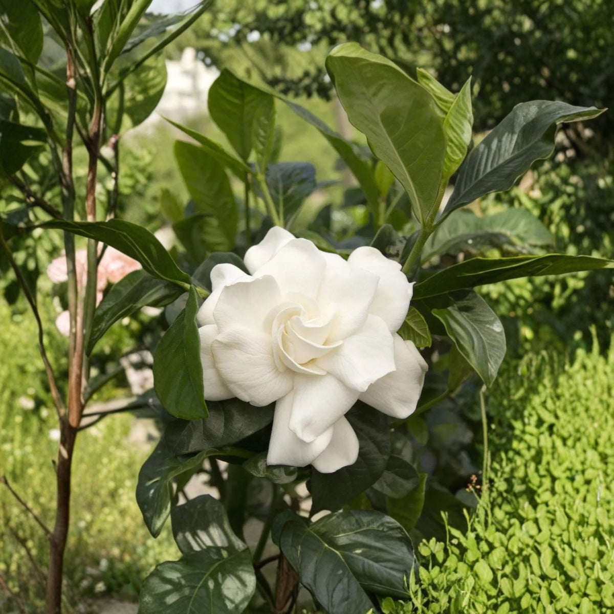 First Love Gardenia Live Plant, Gardenia Jasminoides, Fragrant Double White Flowers, 1 Foot Tall, 6 Inch Pot