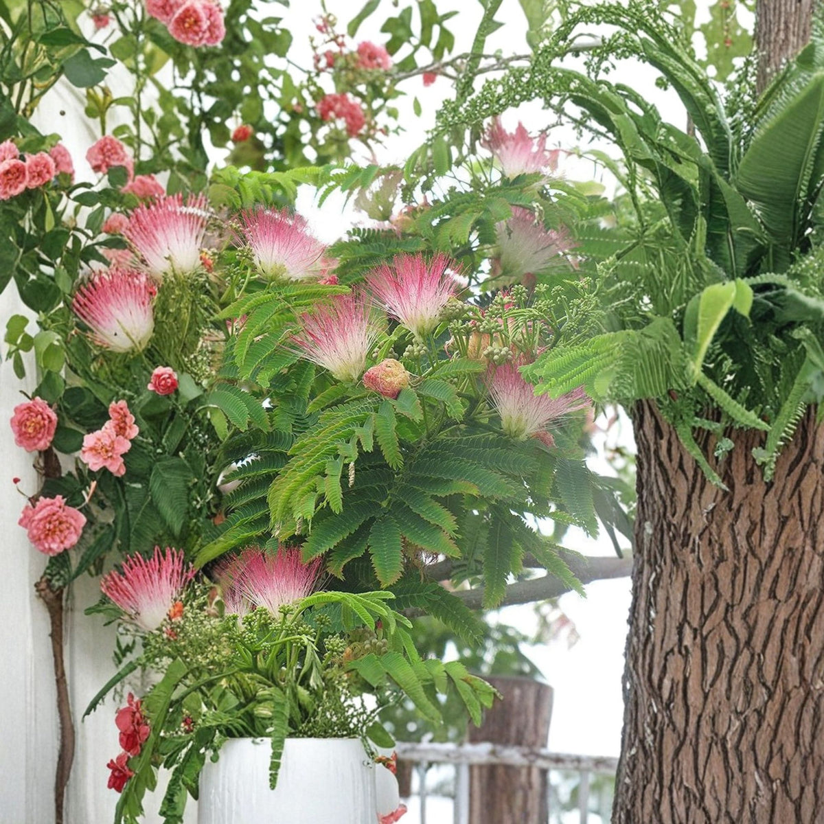 E H Wilson Mimosa Tree Live Plant, Albizia Julibrissin, Grafted Pink Silk Tree, 2–3 Feet Tall, 3 Gallon Pot