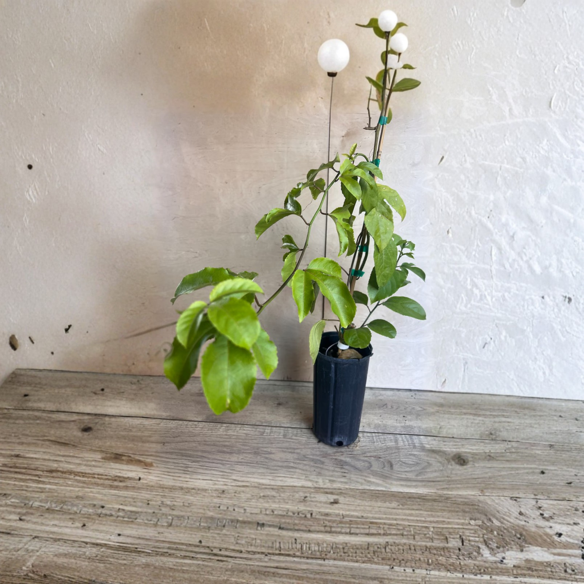 Panama Red Passion Fruit Live Plant, Half Gallon Pot, Tropical Fruiting Vine, Edible Passionfruit Plant, Full Sun Garden, Trellis Climber