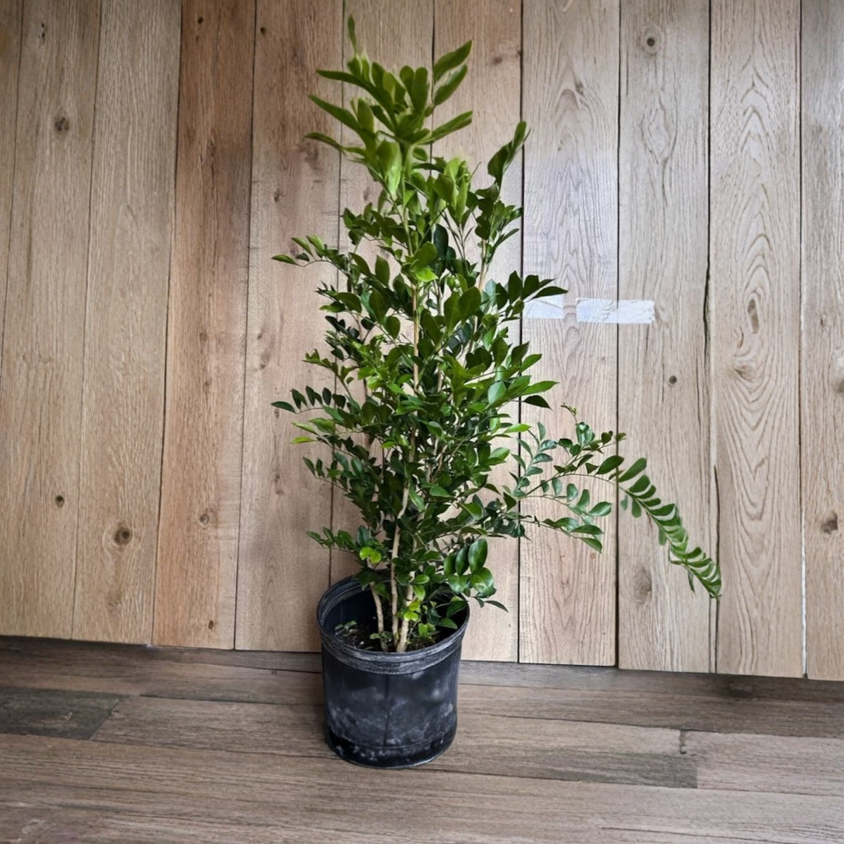 Large Orange Jasmine Live Plant, Murraya Paniculata in 10 Inch Pot, Fragrant White Flowering Shrub, Evergreen Hedge Plant