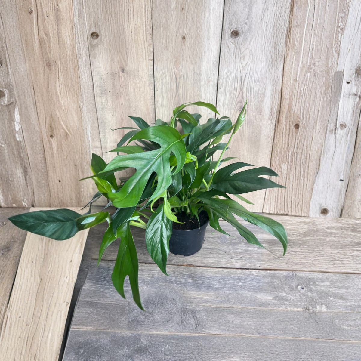 Baltic Blue Pothos Live Plant, Epipremnum Pinnatum in 6 Inch Pot, Rare Aroid Houseplant, Blue Green Fenestrated Leaves, Climbing Indoor Vine