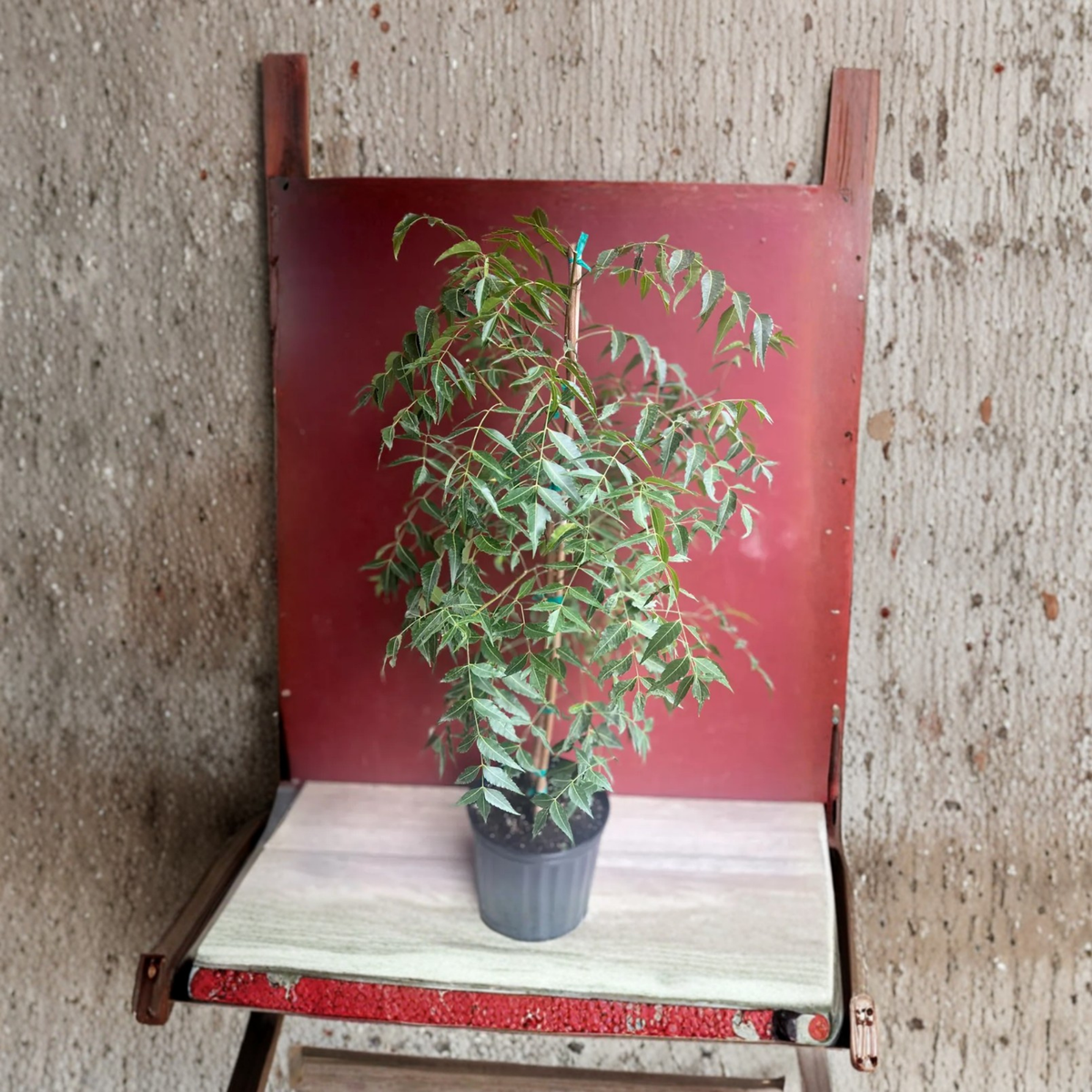 Neem Tree Live Plant, Azadirachta indica in 3 Gallon Pot, Tropical Evergreen Shade Tree, Drought Tolerant Garden Tree