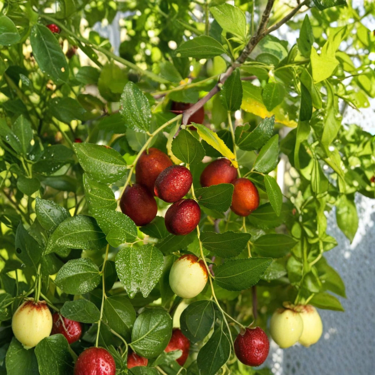 Shanxi Li Jujube Tree Live Plant, Grafted Fruit Tree, 3–4 Feet Tall, 3 Gallon Pot, Large Sweet Chinese Date