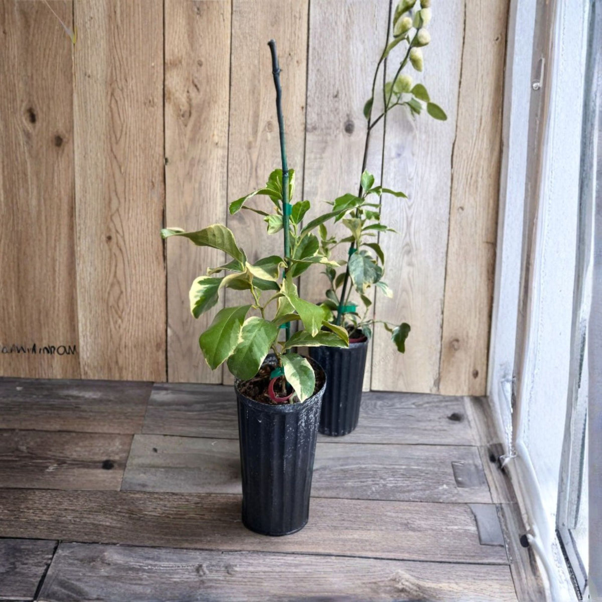Variegated Pink Lemon Live Plant – 1/2 Gallon Pot – Citrus limon