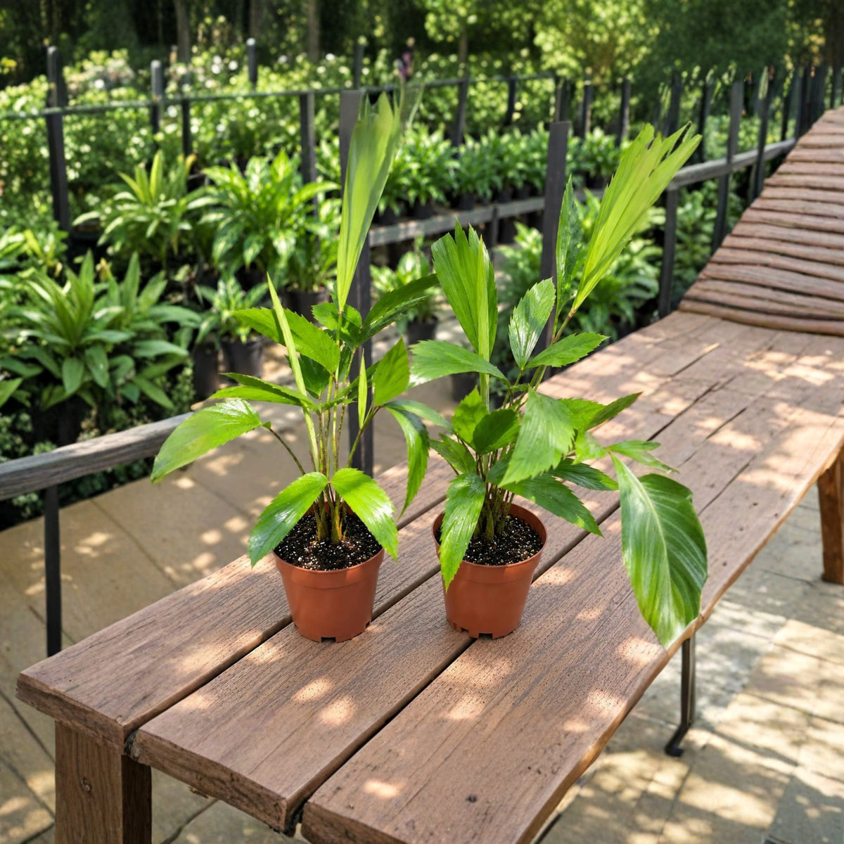 Fishtail Palm Live Plant – 4" Pot – Caryota mitis