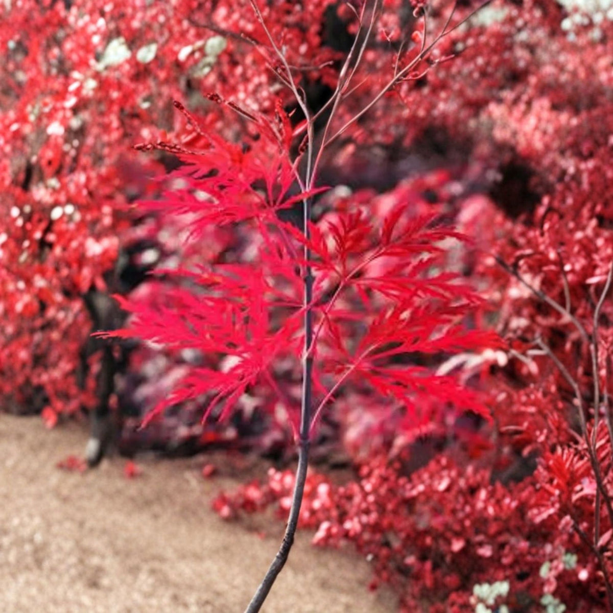 Red Dragon Japanese Maple Live Plant, Weeping Laceleaf Acer Palmatum, 2–3 Feet Tall, 6 Inch Pot, Deep Red Foliage