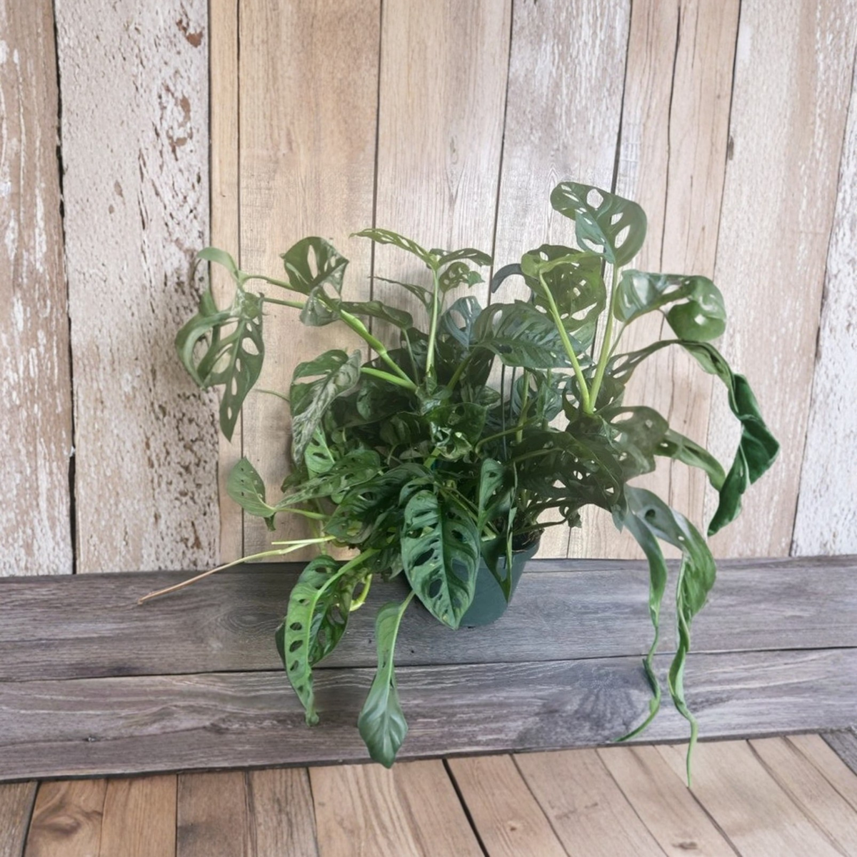 Monstera Adansonii Live Plant in 8 Inch Hanging Basket, Swiss Cheese Vine, Tropical Trailing Houseplant, Fenestrated Green Leaves, Indoor Aroid