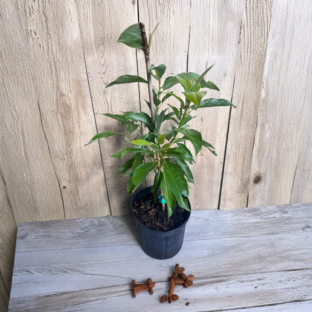 Grafted Fantastic Avocado Tree Live Plant, 3 Gallon Pot, Cold Hardy Avocado Fruit Tree, Creamy Green Fruit, Tropical Home Orchard Tree