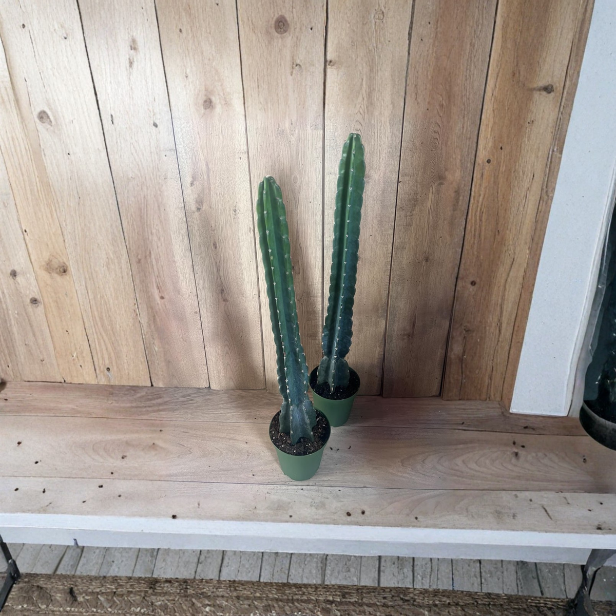 Cuddly Cactus Live Plant, Cereus Jamacaru, Blue Spineless Cereus, Columnar Cactus in Half Gallon Pot, Easy Care Succulent Plant