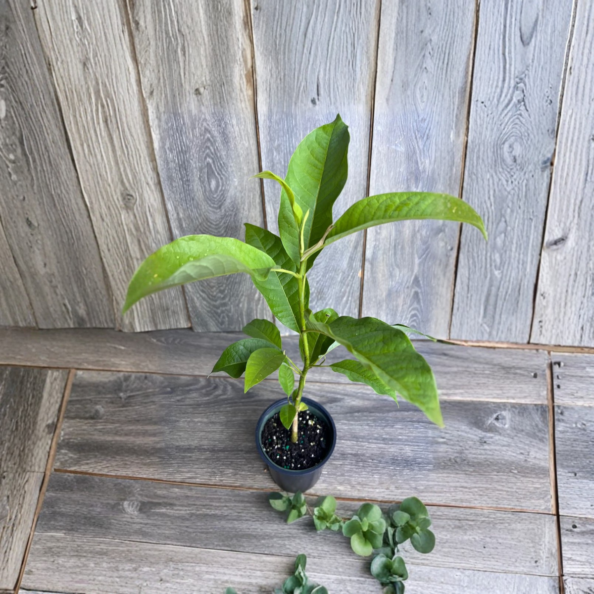 Yellow Champaca Live Plant, Joy Perfume Tree, Magnolia champaca, Fragrant Tropical Evergreen, Cempaka Plant in 4 or 6 Inch Pot