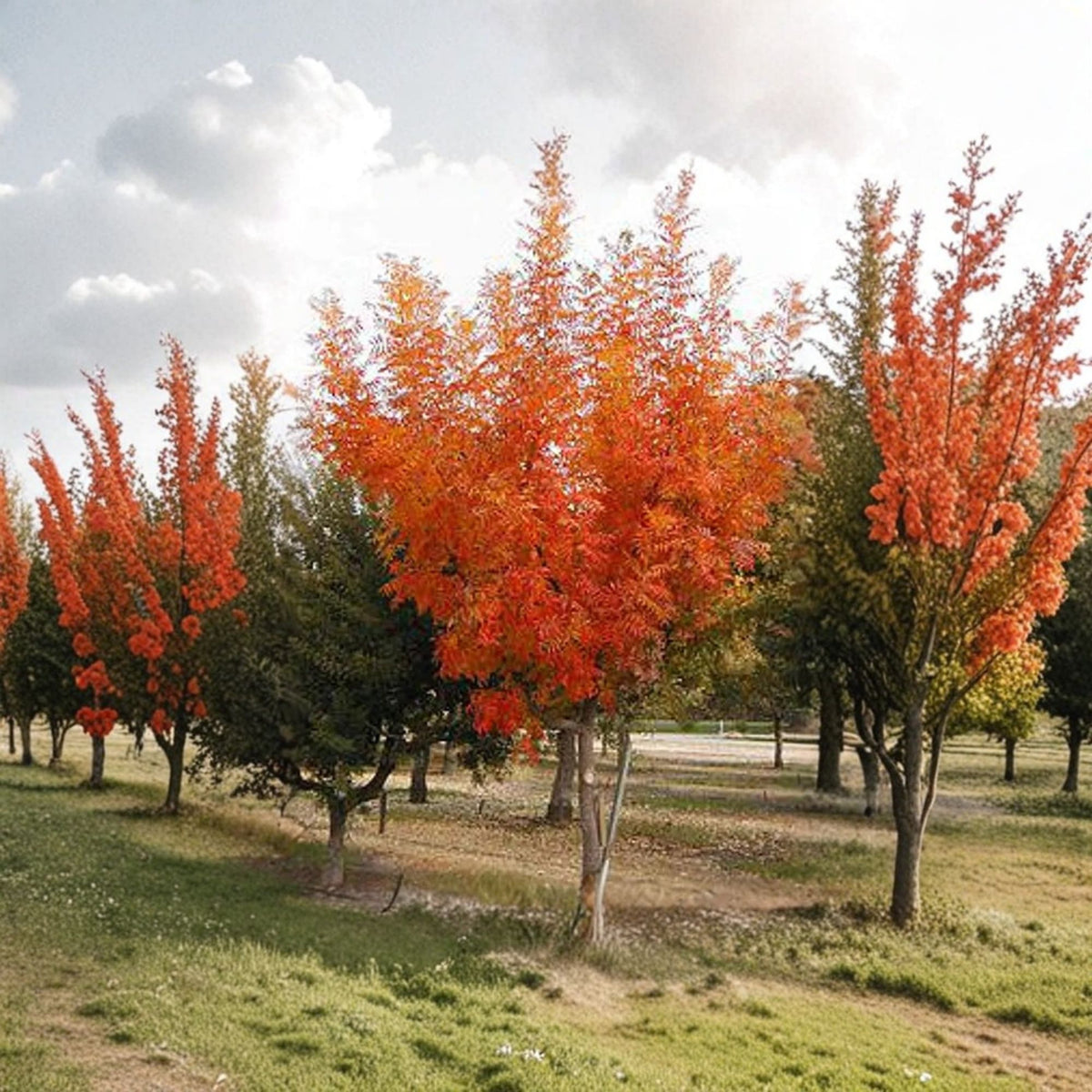 Chinese Pistache Tree Live Plant, Pistacia chinensis, Ornamental Shade Tree, Brilliant Orange Fall Foliage, 3–4 Feet Tall, 3 Gallon Pot