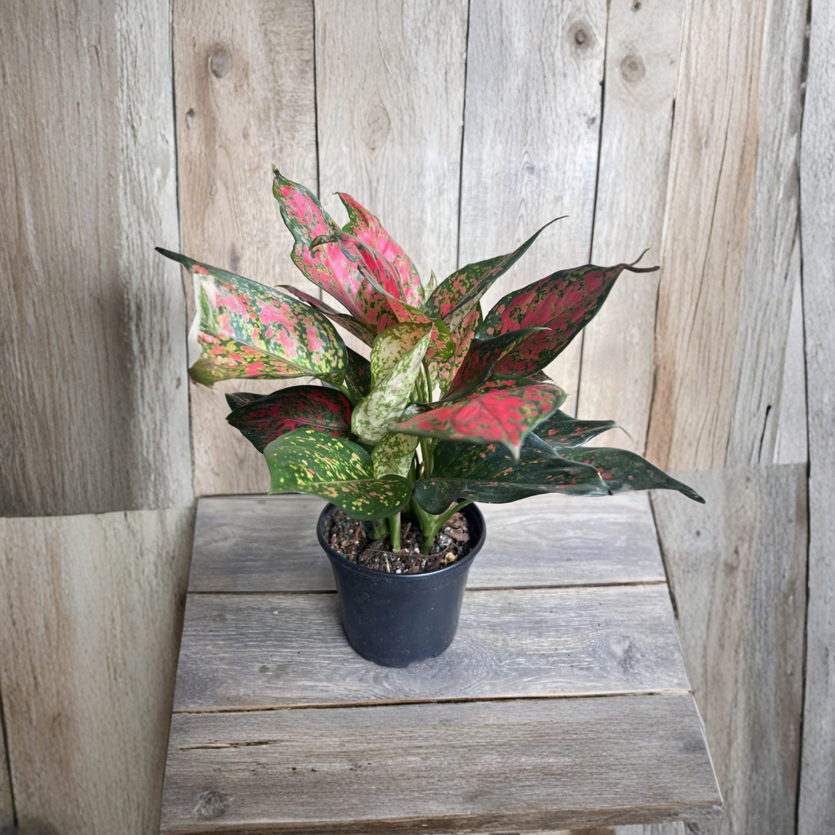 Aglaonema Wishes Live Plant, Red Valentine Chinese Evergreen in 6 Inch Pot, Pink Red and Green Variegated Foliage Houseplant