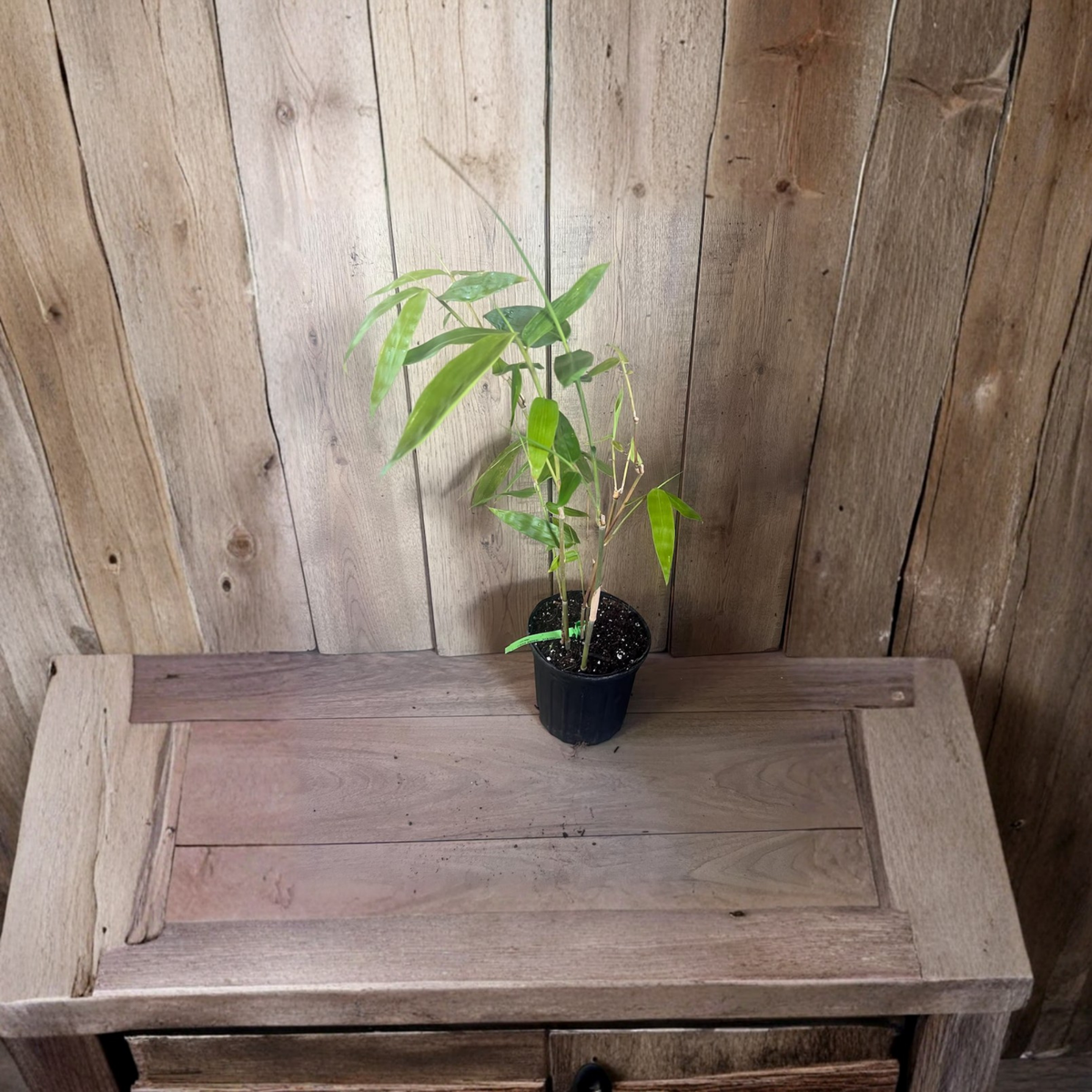 Asper michelle Bamboo in half gallon pot , Green bamboo