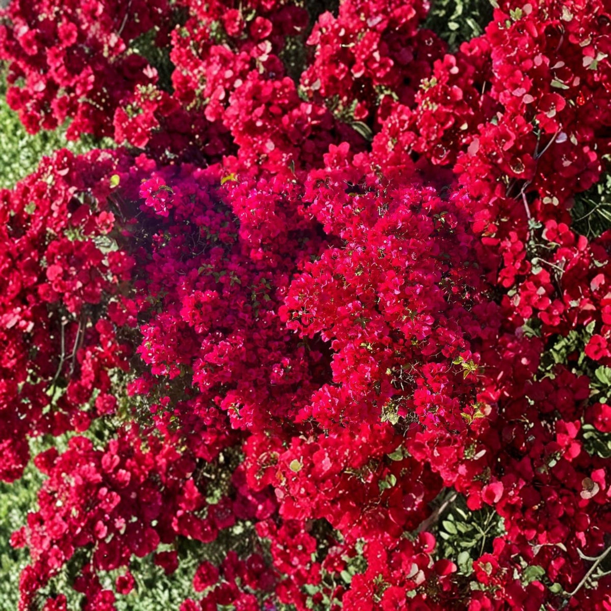 San Diego Red Bougainvillea Live Plant, Red Flowering Evergreen Shrub, 3–4 Feet Tall, 3 Gallon Pot, Tropical Garden Plant