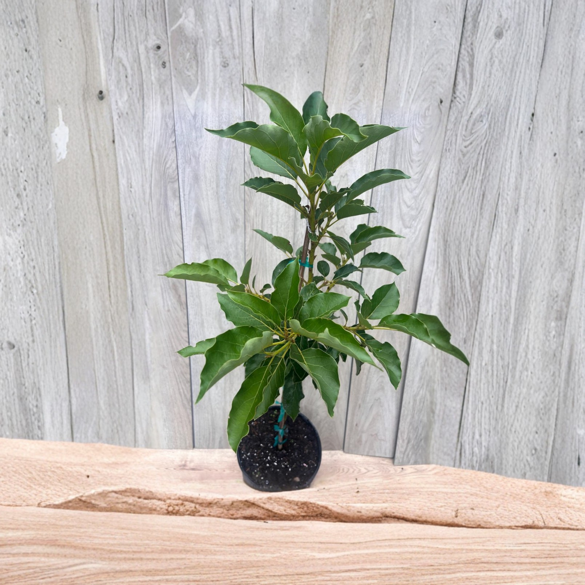 Oh La La Avocado Tree, Grafted Live Avocado Plant in 3 Gallon Pot, Persea americana, Super Hass Variety, Tropical Fruit Tree
