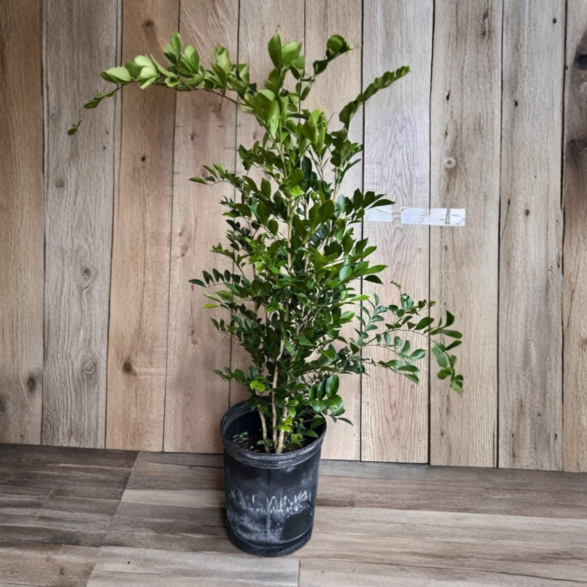 Orange Jasmine Live Plant, Murraya Paniculata, Fragrant White Flowering Shrub, 10 Inch Pot, Tropical Evergreen Plant