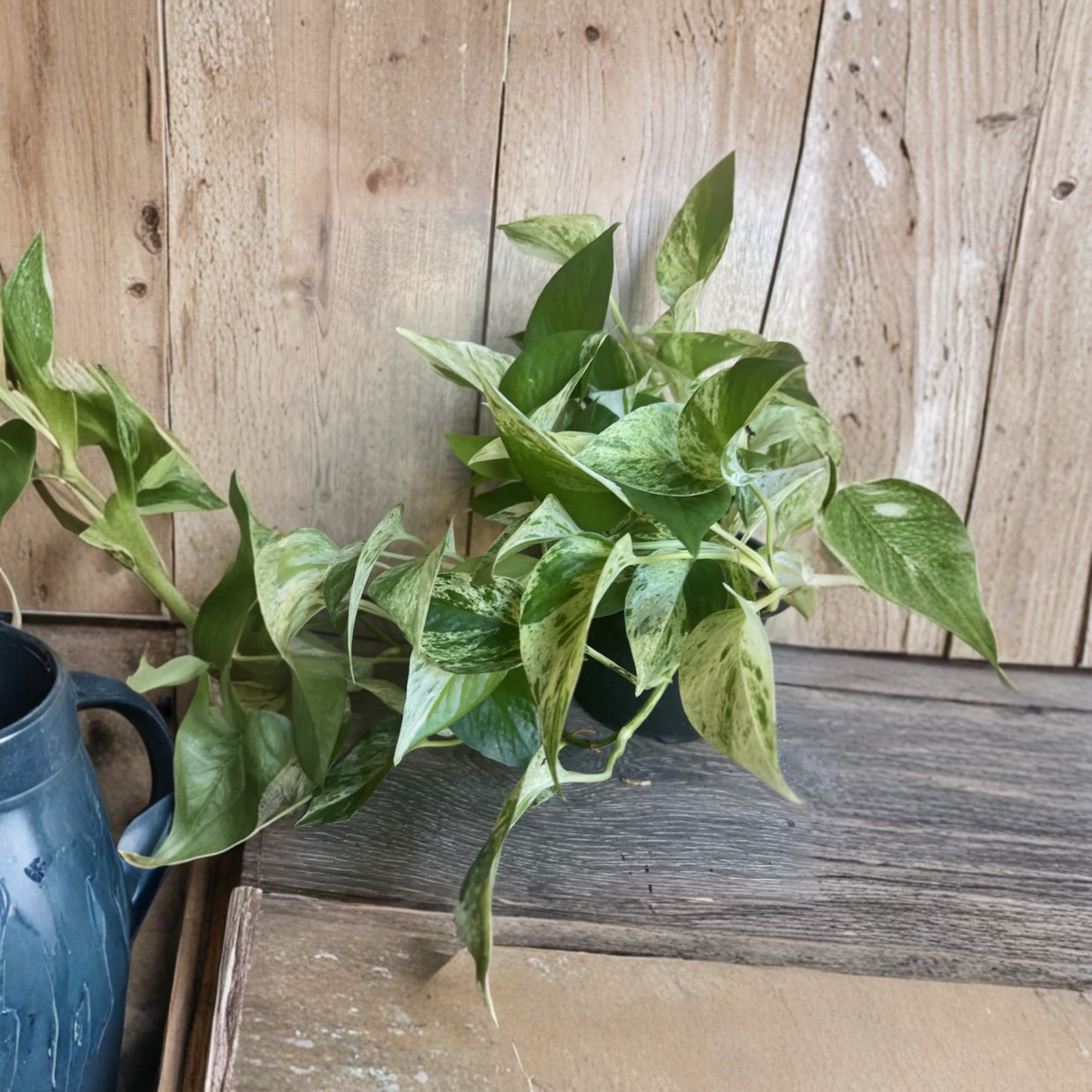 Marble Queen Pothos Live Plant, Epipremnum aureum in 6 Inch Pot, White and Green Variegated Trailing Houseplant, Indoor Vine