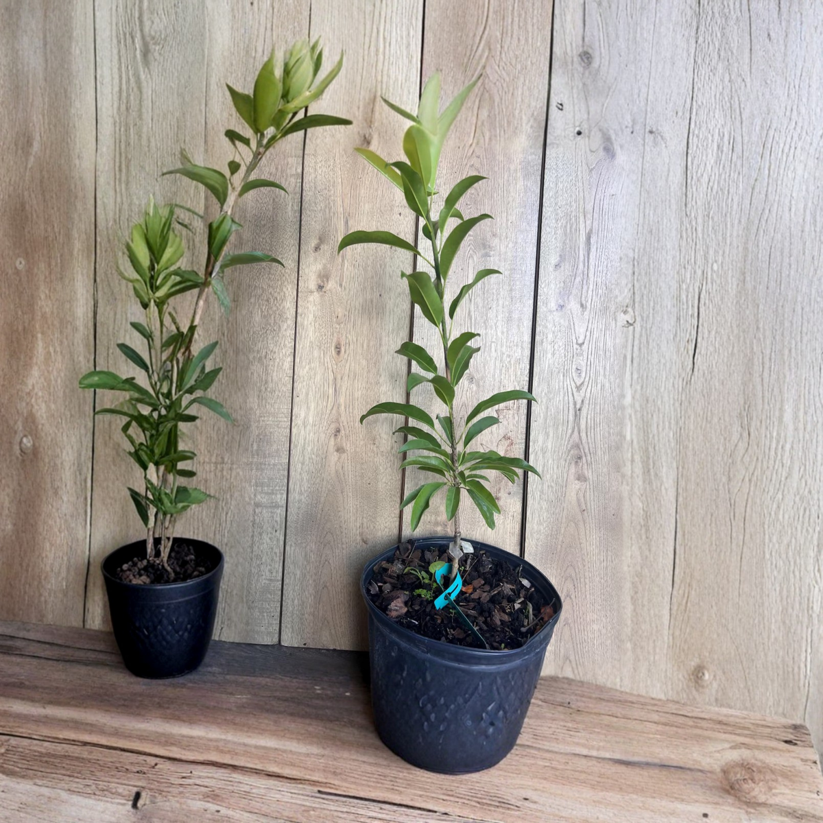 Alano Sapodilla Live Tree, Brown Sugar Sapodilla, Air Layered Fruit Tree, Sawo Cheeku Lamut, 3 Gallon Pot