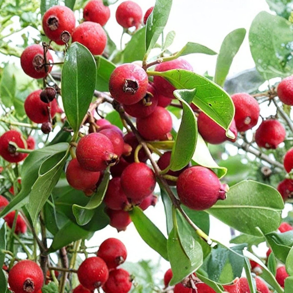 Red Cattley Guava Live Plant, Strawberry Guava Tree in 10 Inch Pot, Psidium cattleianum, Tropical Fruit Plant for Home Gardens
