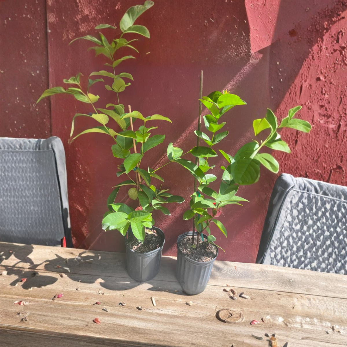 Red Wax Apple Live Tree, Jambu Air Fruit Plant, Syzygium Samarangense, Air Layered Tropical Fruit Tree, 3 Gallon Pot