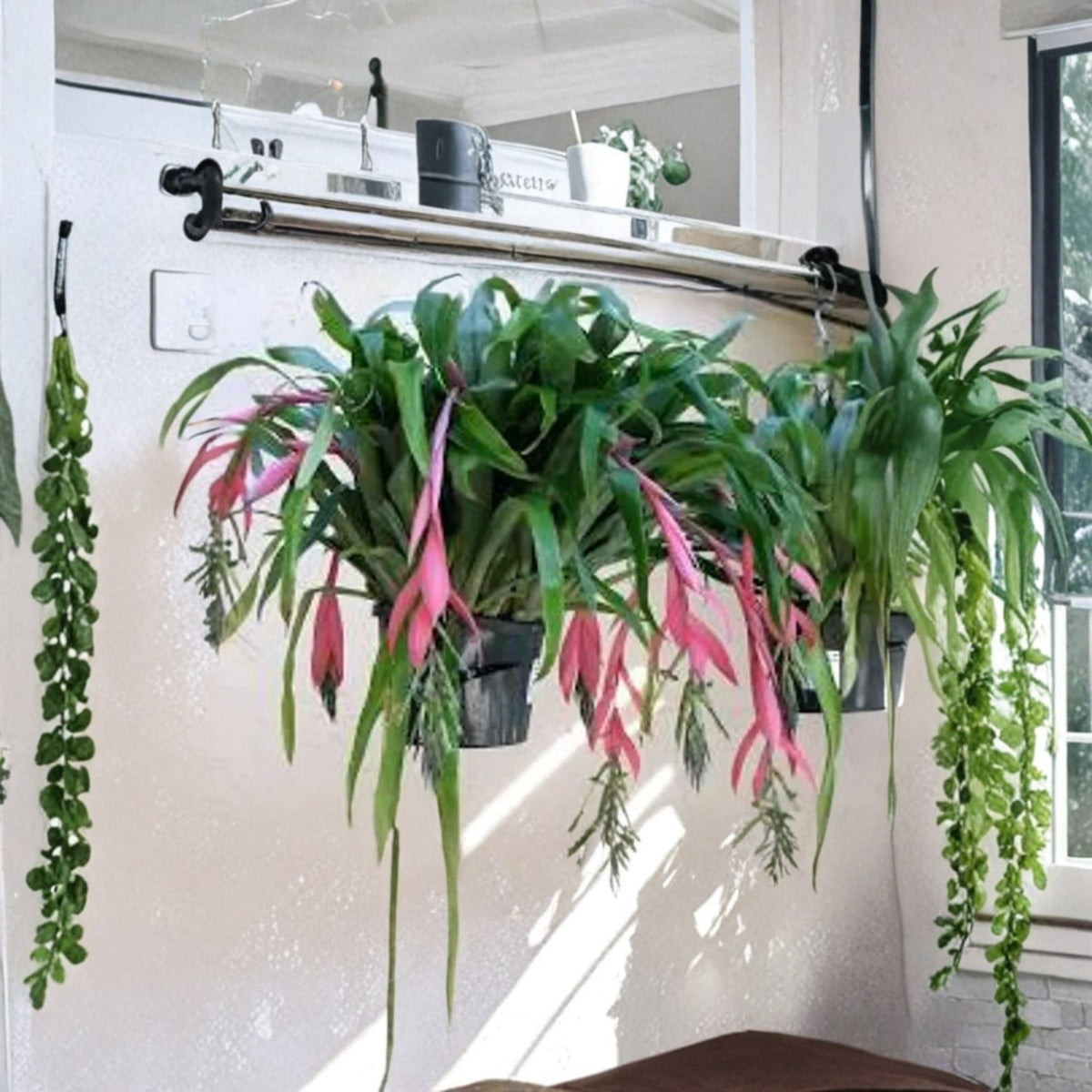 Queens Tears Bromeliad Live Plant, Billbergia Nutans, 1 Ft Tall, 6 Inch Pot, Exotic Flowering Houseplant