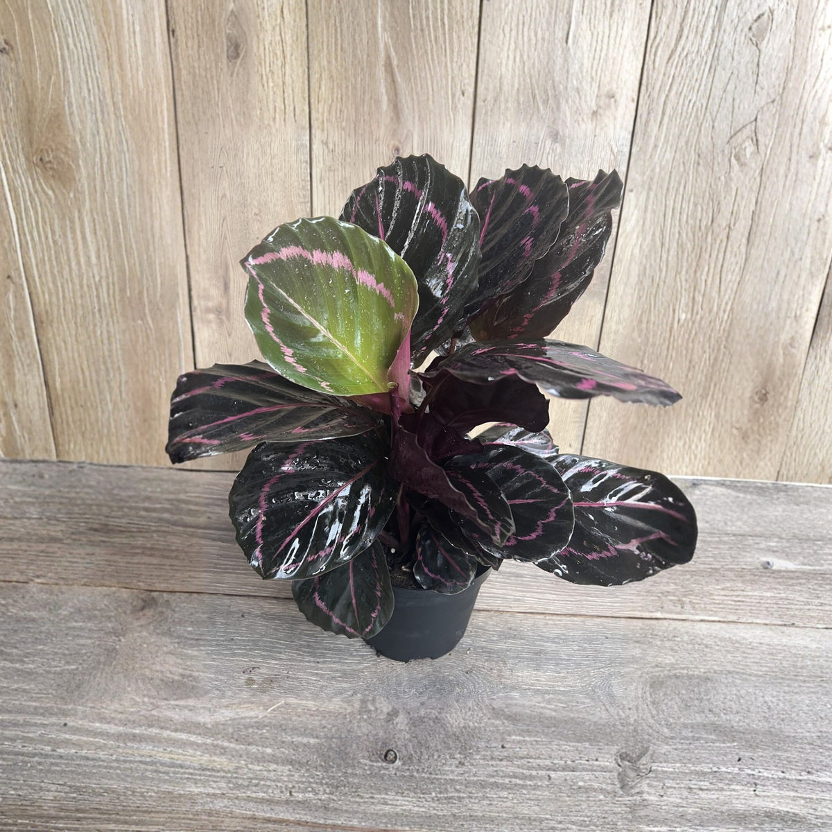 Calathea Dottie Live Plant – 6" Pot – Calathea roseopicta ‘Dottie’