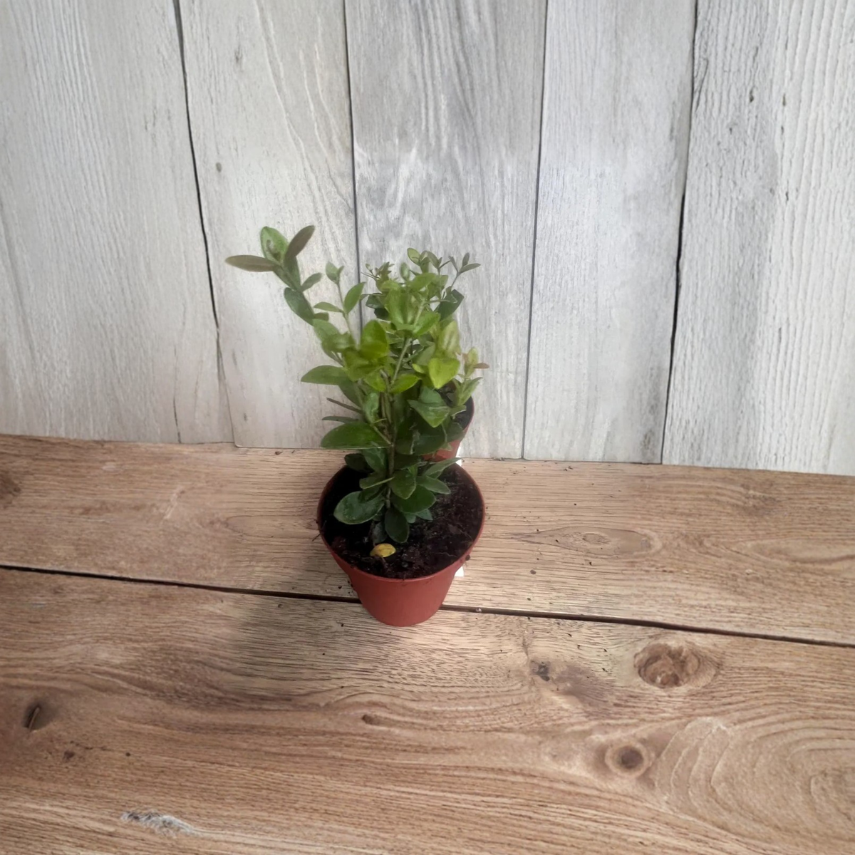 Simpson Stopper Live Plant, Myrcianthes fragrans, 4 Inch Potted Tropical Evergreen, Florida Native Shrub, Hedge Plant, Ornamental Tree