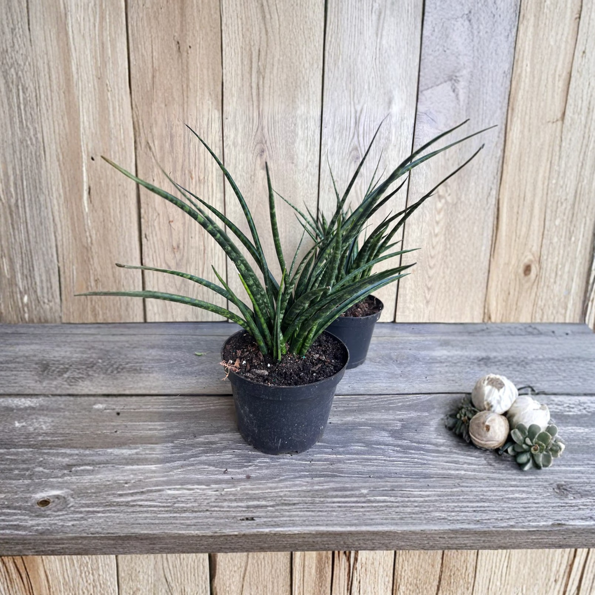 Sansevieria Fernwood Mikado Live Plant, 6 Inch Pot, Narrow Leaf Snake Plant, Easy Care Indoor Houseplant, Drought Tolerant Green Decor