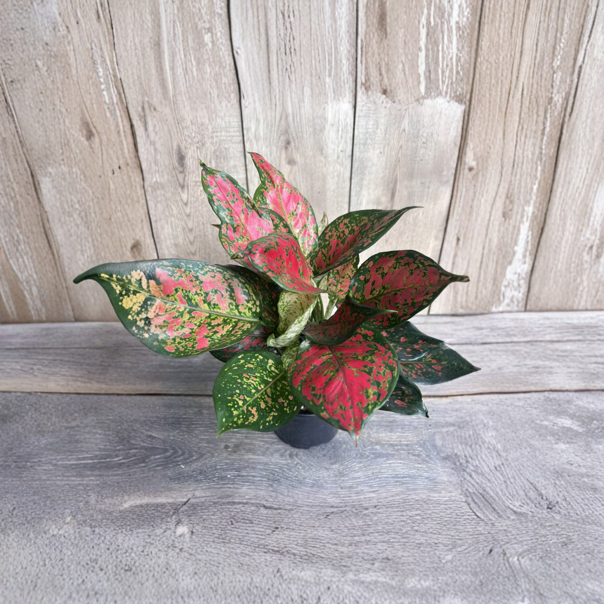 Aglaonema Wishes Red Valentine Live Plant, Chinese Evergreen in 4 Inch Pot, Pink Red Foliage Indoor Tropical Houseplant