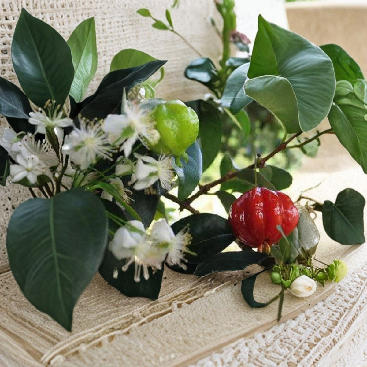 Surinam Cherry Live Plant, Eugenia uniflora, Pitanga Fruit Tree, 3–4 Feet Tall, 3 Gallon Pot, Edible Tropical Evergreen
