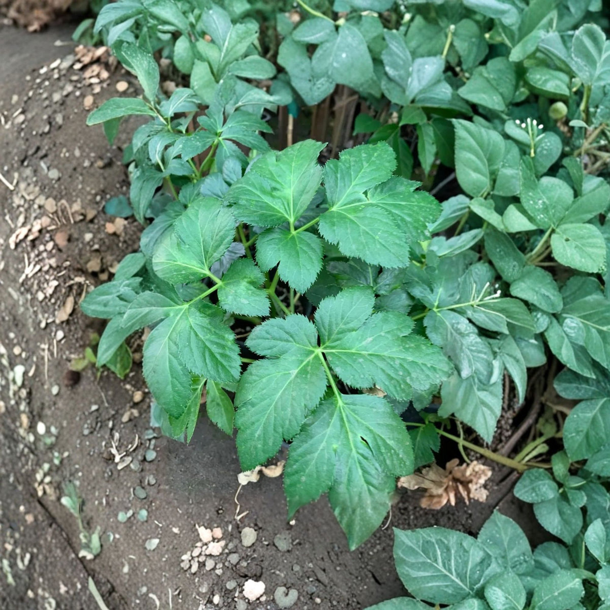 Ashitaba Live Plant, Angelica keiskei, Japanese Angelica Herb, 1 Foot Tall, Medicinal Herb Garden Plant, 1 Gallon Pot