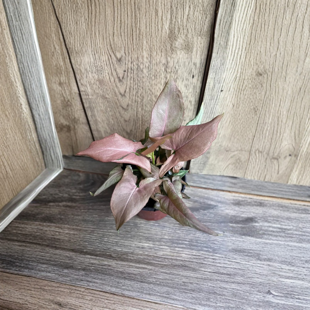 Syngonium Pink Perfection Live Plant, 4 Inch Pink Arrowhead Houseplant, Pink and Green Tropical Foliage, Indoor Plant Gift