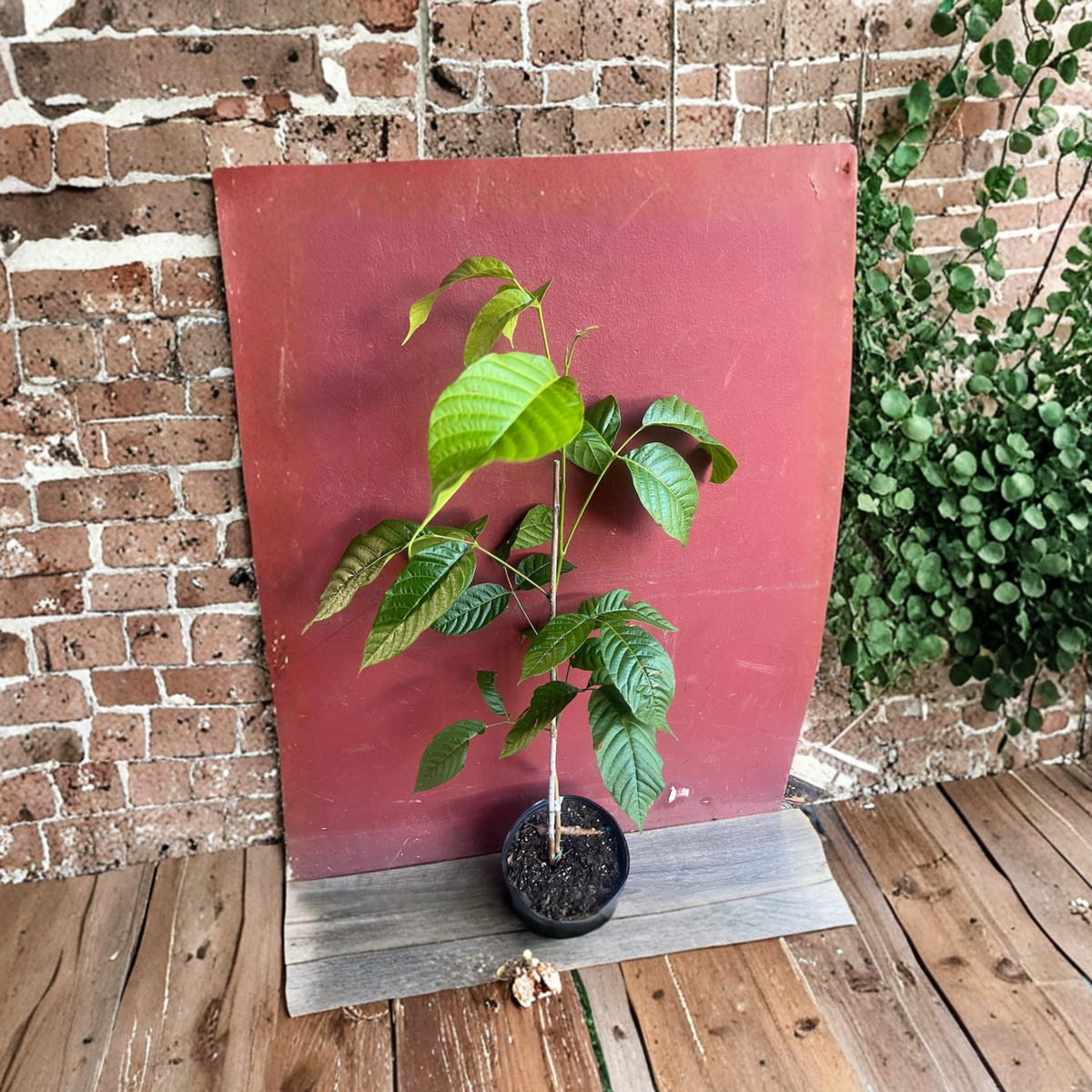 Yellow Cacao Tree Live Plant in 10 Inch Pot, Theobroma Cacao Chocolate Tree, Tropical Cocoa Plant, Exotic Fruit Tree for Warm Climates