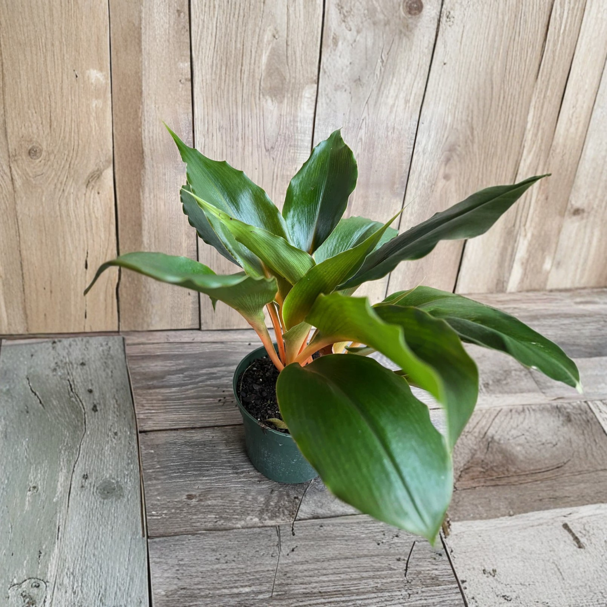 Mandarin Orange Plant Live, Chlorophytum Mandarin Orange, Orange Stem Houseplant, Easy Care Tropical Foliage, 6 Inch Pot, Spider Plant Relative