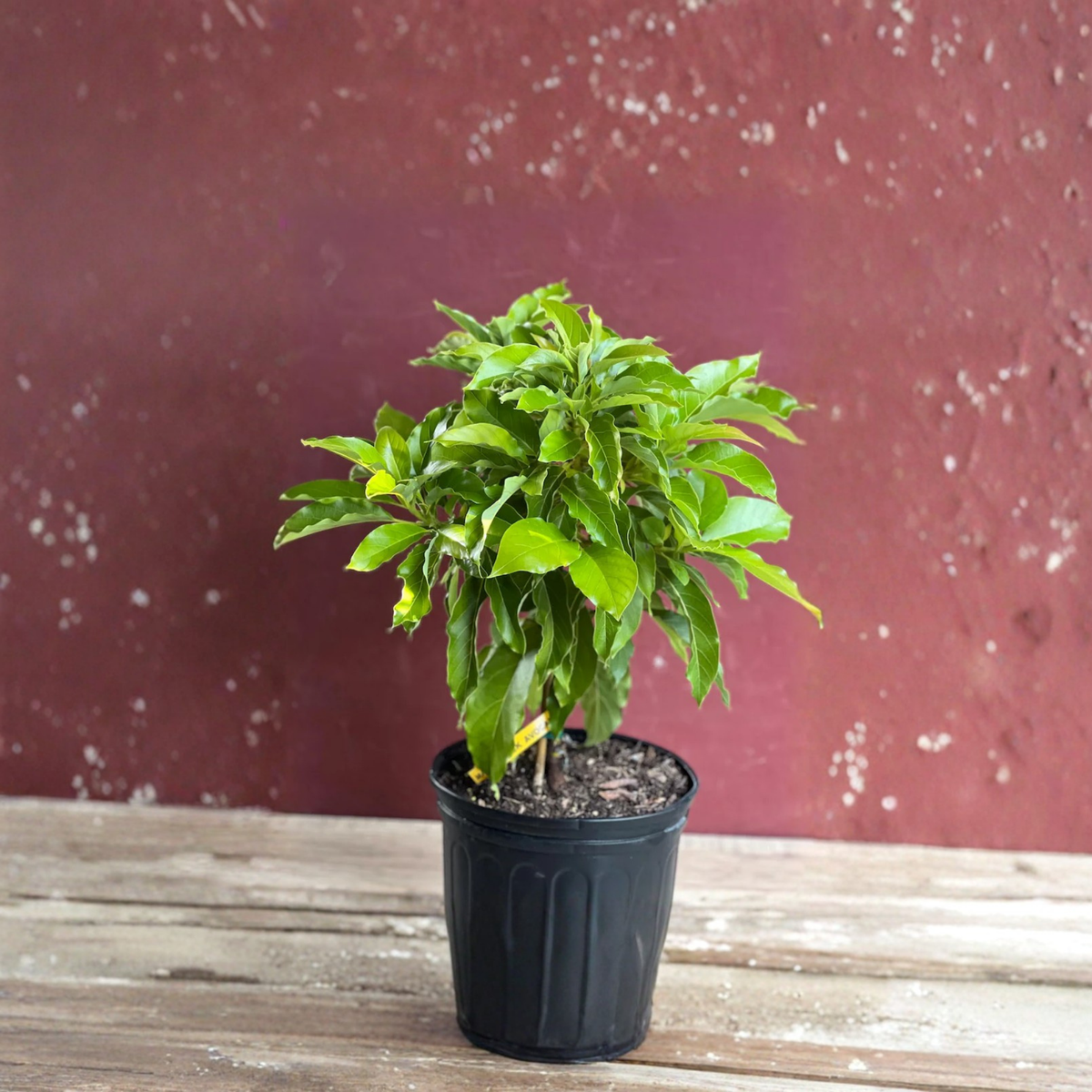 Maria Black Avocado Tree Grafted Live Plant, 3 Gallon Pot, Mexican Avocado Fruit Tree, Creamy Black Skin Avocado, Tropical Garden Tree